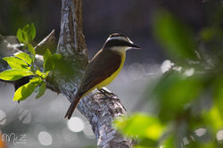 Great Kiskadee