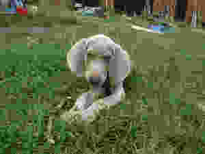 Słodki szczeniak poszukuje domu