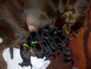 Mamy szczenięta Gończy Polski, urodzone 04 marca 2018 r.