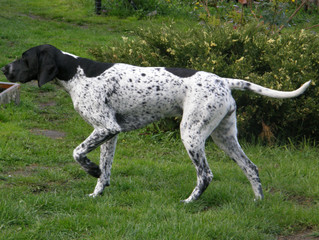 NIE MOŻEMY SIĘ JUŻ DOCZEKAĆ :) NA ŚWIAT W NASZEJ HODOWLI PRZYJDĄ PIĘKNE SZCZENIAKI WYŻŁA NIEMIECKIEG