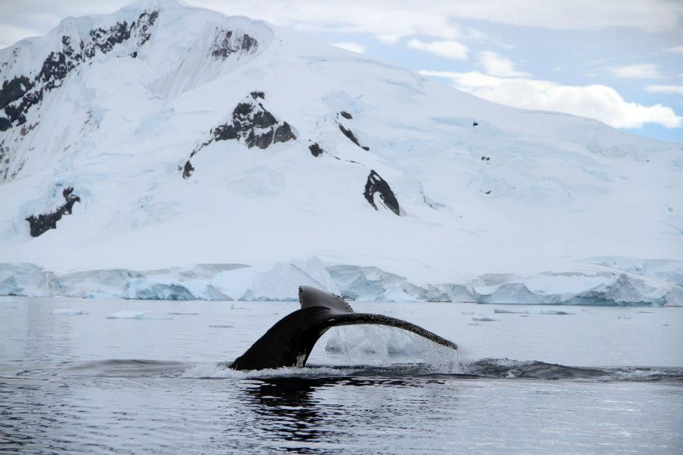 humpback