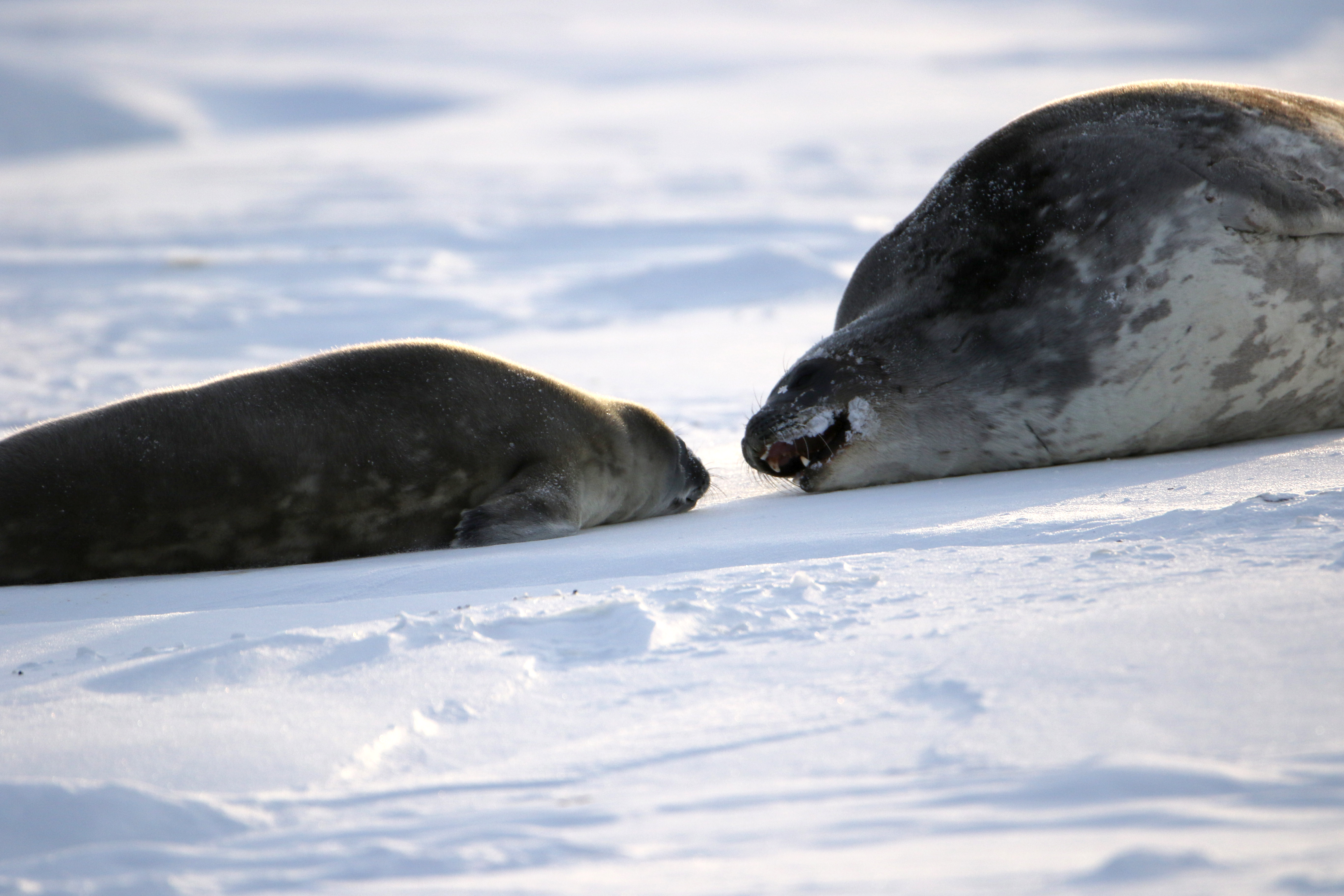 Weddell seals