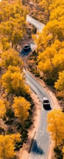 竖版胡杨公路1.jpg