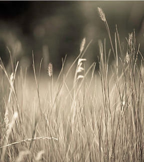 Ruhige Naturaufnahme als Symbol für innere Reflexion, emotionale Tiefe und persönliches Wachstum