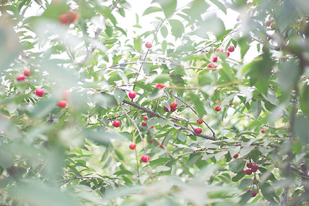 Cherry Tree_edited.jpg