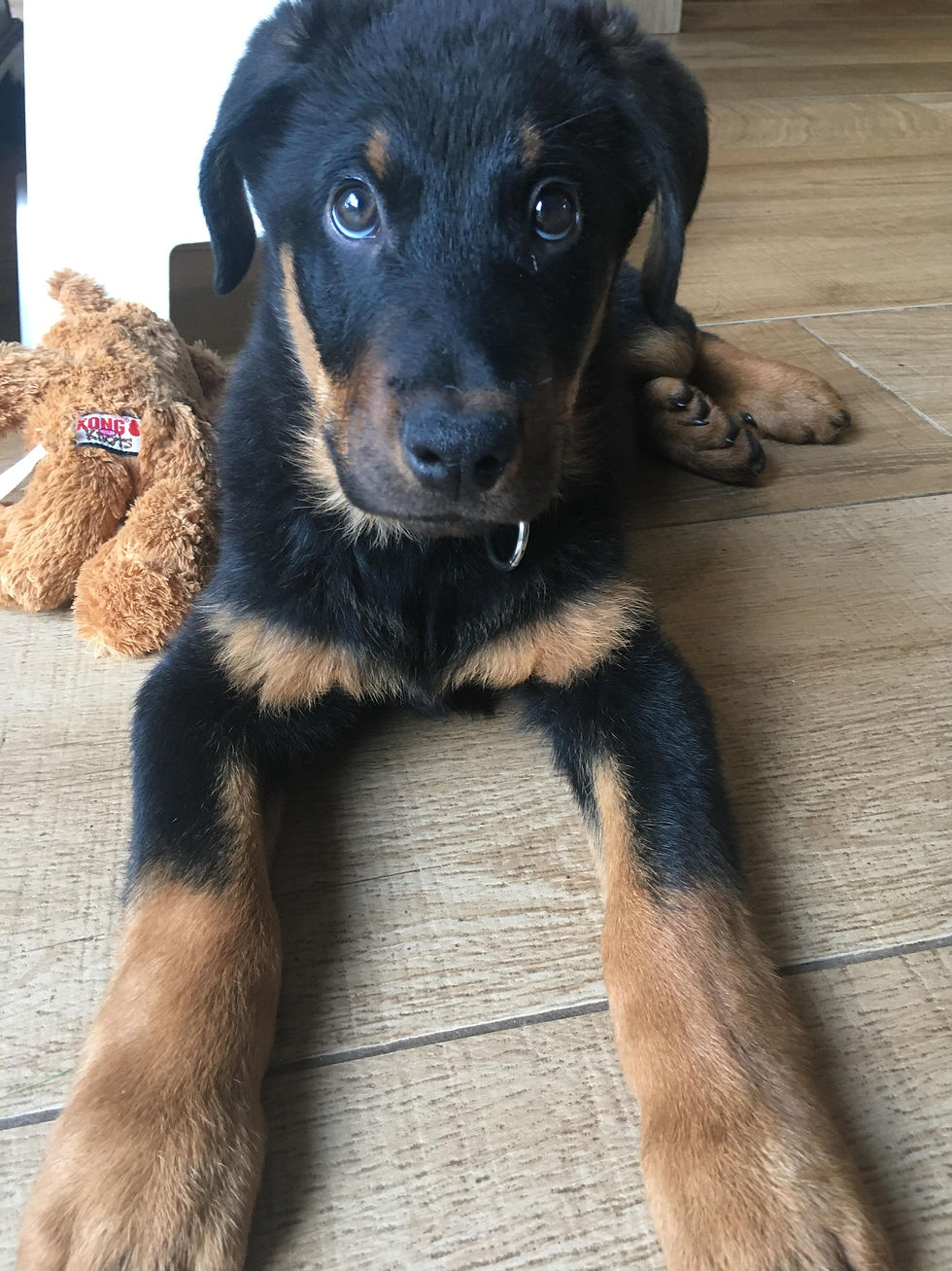 Ramon à 2 mois et demi, juste trop mignon