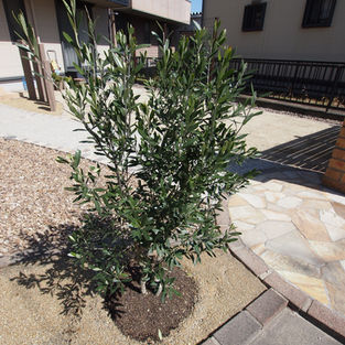 シンボルツリーオリーブ