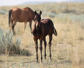 2025 Brown Filly