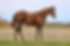 2024 Gray Filly