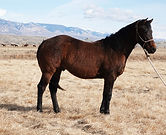 lot1-1.jpg