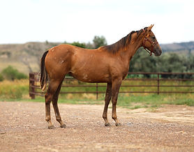 2024 Gray Filly