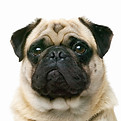 Pug Closeup_edited.jpg