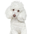 papiers-peints-blanc-caniche-toy-sur-fon
