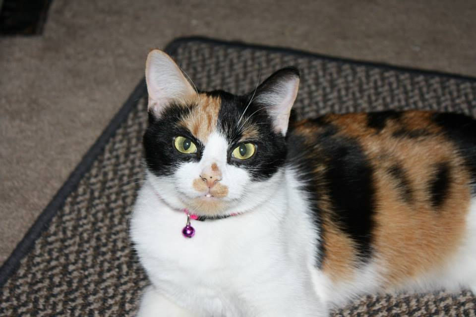 Callie