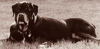 George the Rottweiler from ALONE by Megan E. Freeman