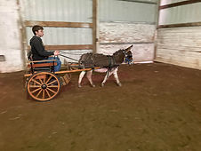 Pomegranate in Meadowbrook Cart, Mar 12, 2021.jpg