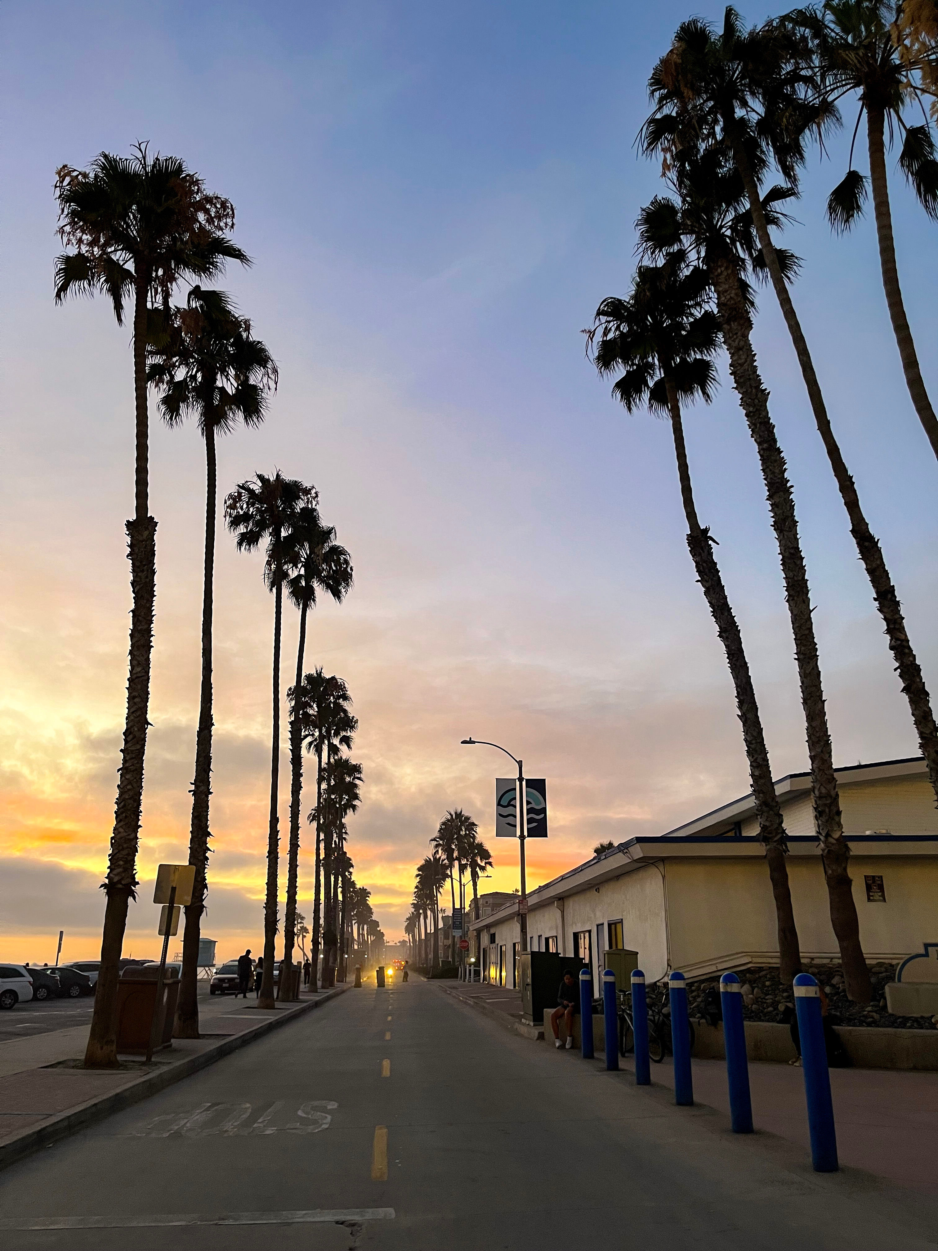 Color photograph of palm trees lining an ocean-front road in Oceanside, California at sunset.
