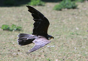 Falke Jagdflug.jpg