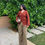 Thumbnail: RUST AND BROWN MUL PANTS CO-ORD SET