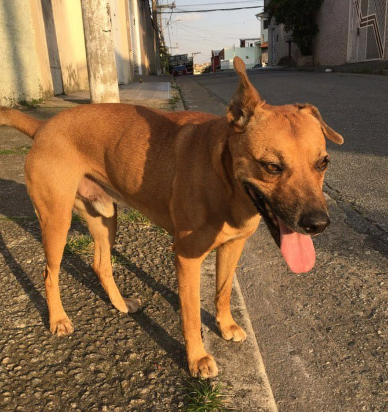 Rabito