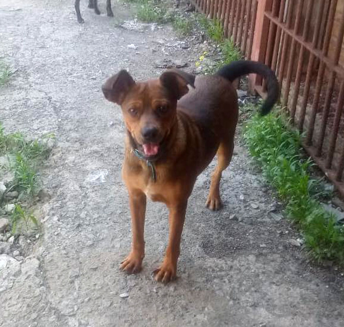 Gael