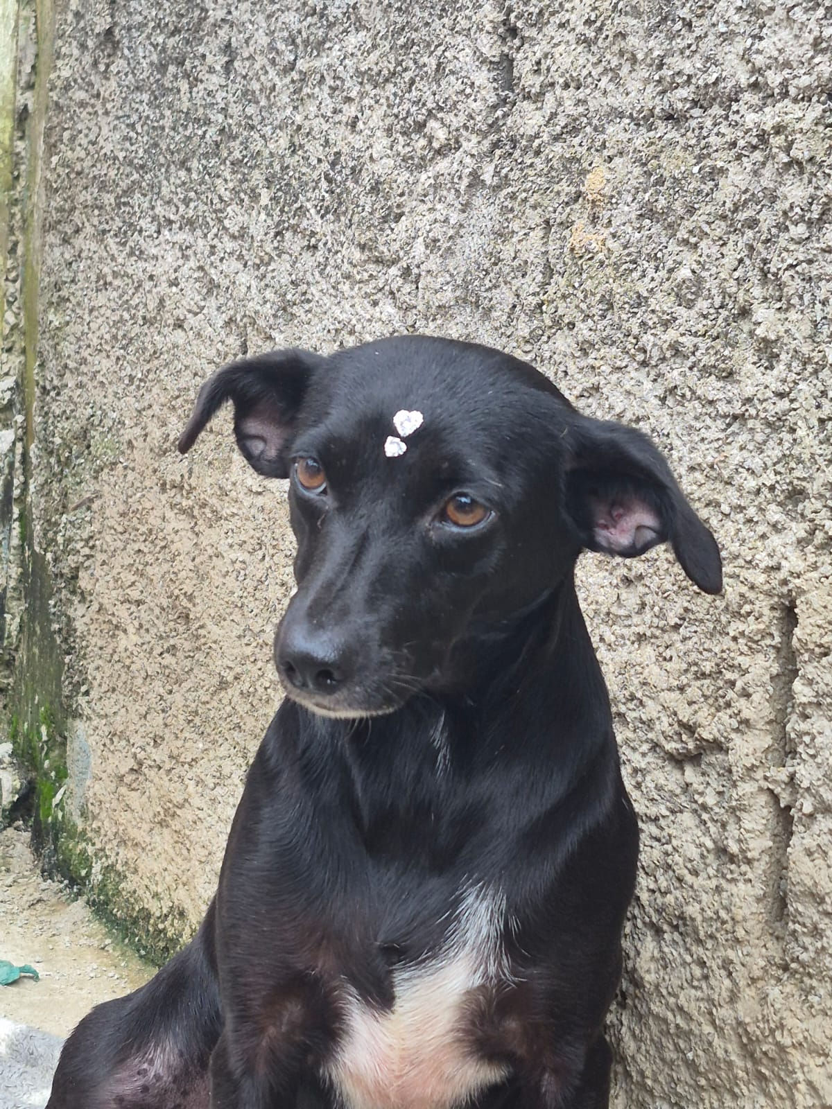 Pepita