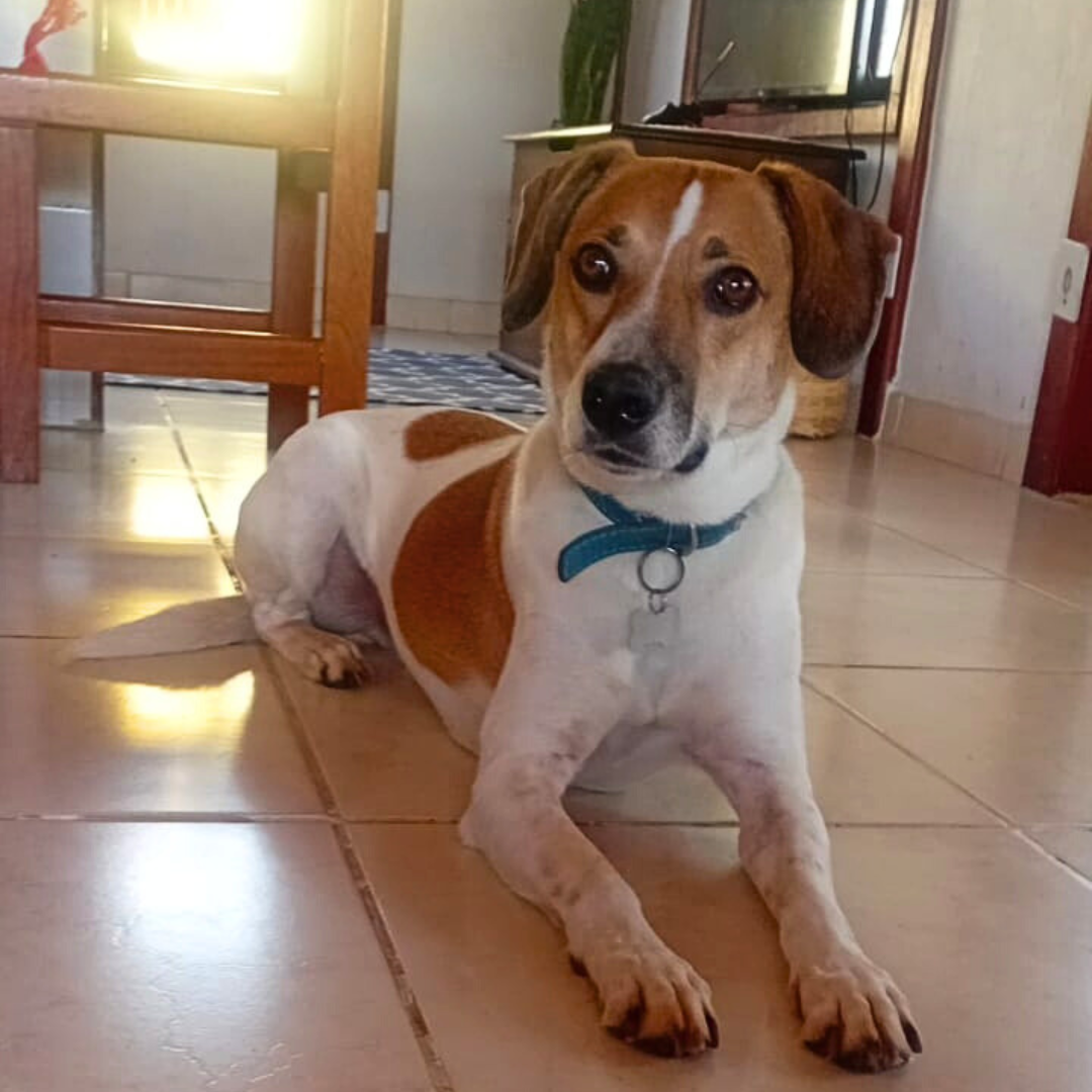 Farofa