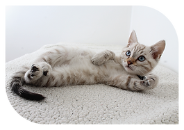 Kitten rolling over