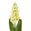 Thumbnail: Yellow Hyacinth Stem
