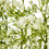 Thumbnail: Cream Gypsophila Spray