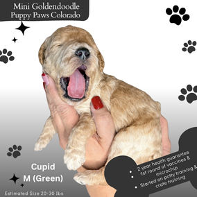 Puppy Paws Colorado photo