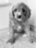 Cavapoo Puppies Denver CO