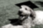 Tan%20Goldendoodle%20Wearing%20Graduation%20Cap_edited.jpg