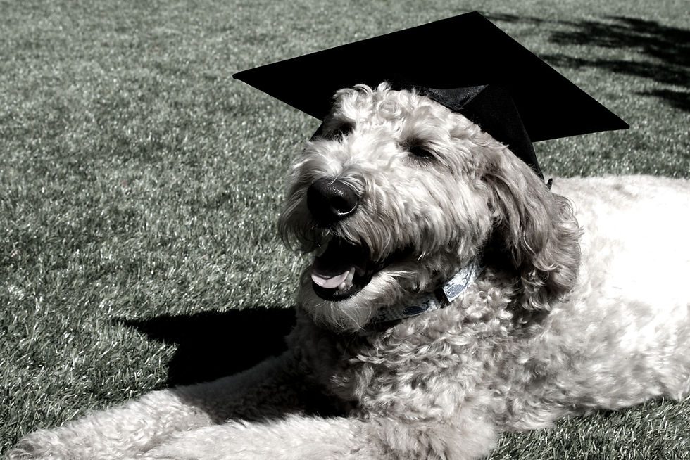 Tan%20Goldendoodle%20Wearing%20Graduation%20Cap_edited.jpg
