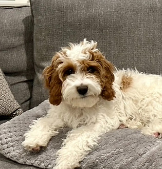 Bella