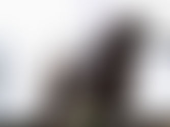 NÖ Landesmeisterschaft Dressur