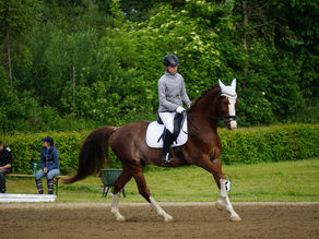 Turnier CDN-C neu CSN-C neu Edelhof Zwettl