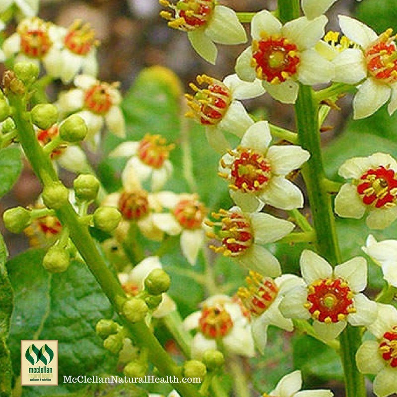 Boswellia for Women Health