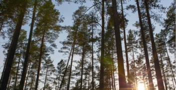 Person sitting peacefully by the ocean reflecting on mental wellness