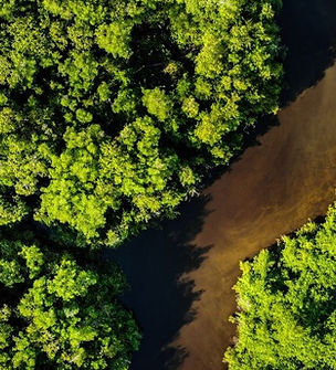 tropical_rainforest (14).jpg