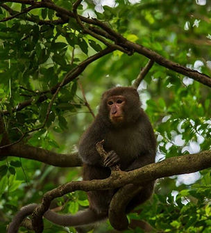 tropical_rainforest (60).jpg