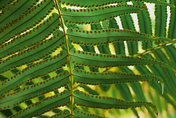 tropical_rainforest (5).png