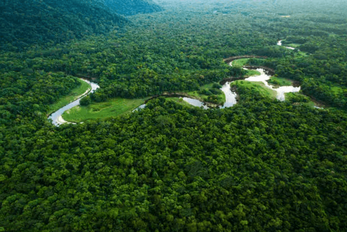 tropical_rainforest (22).png