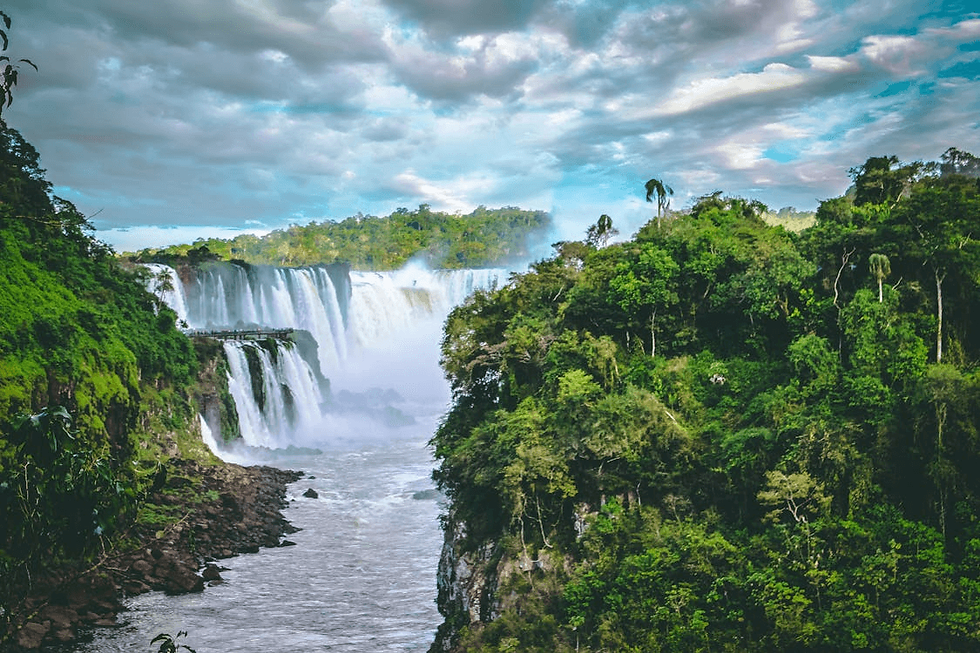 tropical_rainforest (25).png