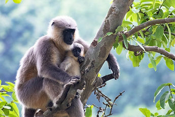 tropical_rainforest (15).jpeg