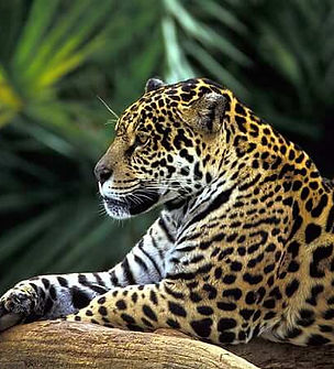 tropical_rainforest (19).jpeg