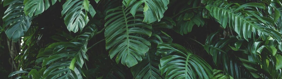 tropical_rainforest (55).jpg