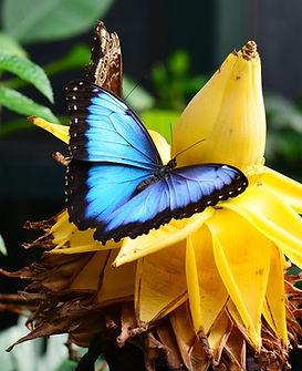 tropical_rainforest (17).jpeg