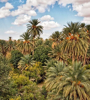tropical_rainforest (13).jpg