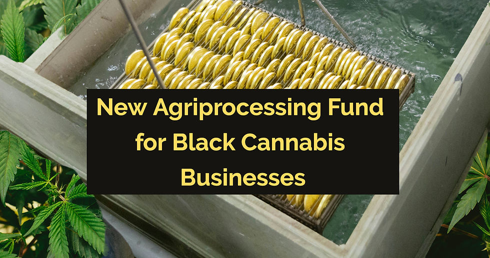 Gauteng Unlocks Funding for Black-Owned Cannabis Agroprocessing Businesses
